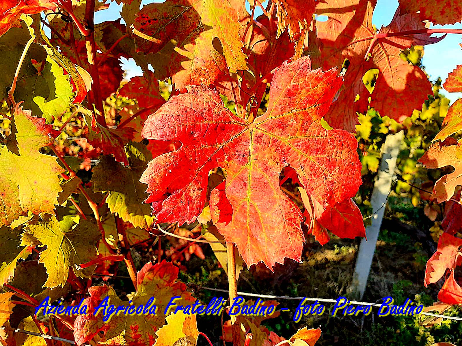 i colori dell autunno nelle vigne dei fratelli badino